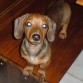 PANCHO ,8 MESES